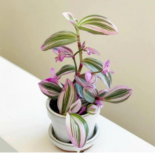 Wandering Jew Nanouk Plant Sapling