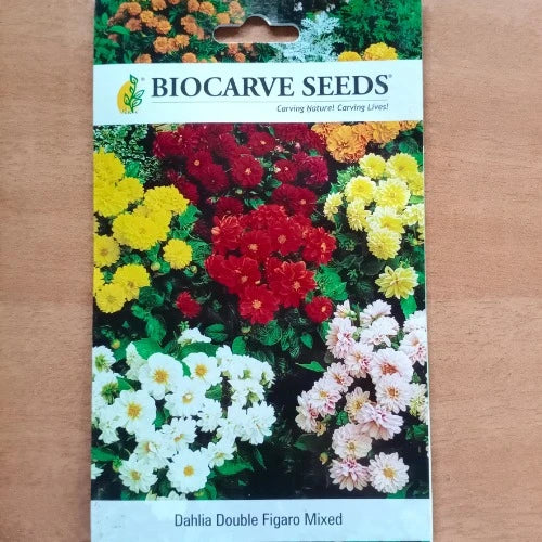 Biocarve Dahlia Double Figaro Mixed Seeds (20 seeds)
