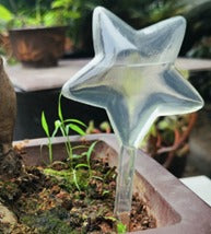 Self Watering Star (1Pc)