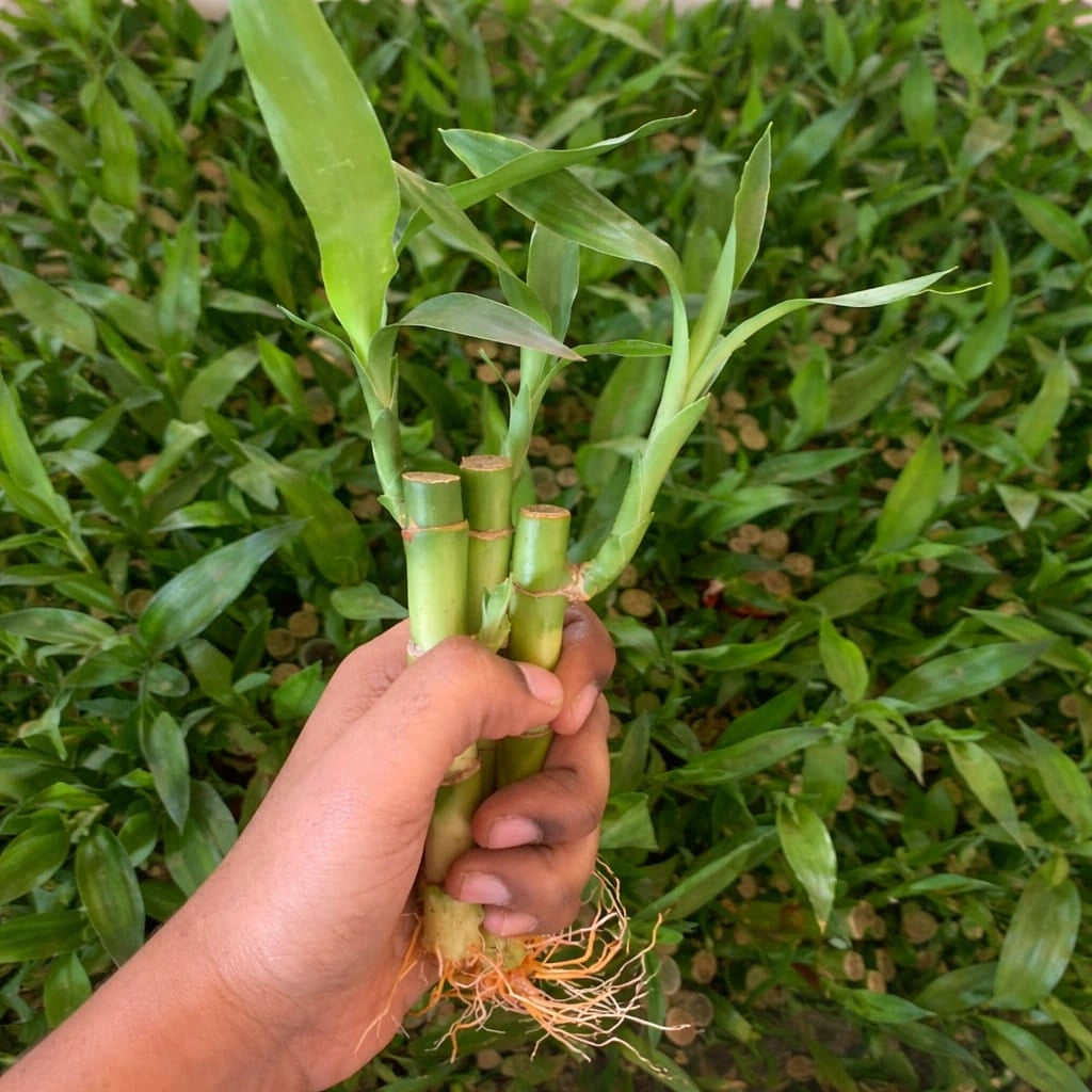 Hand holding a bundle of young bamboo shoots with green leaves in the background