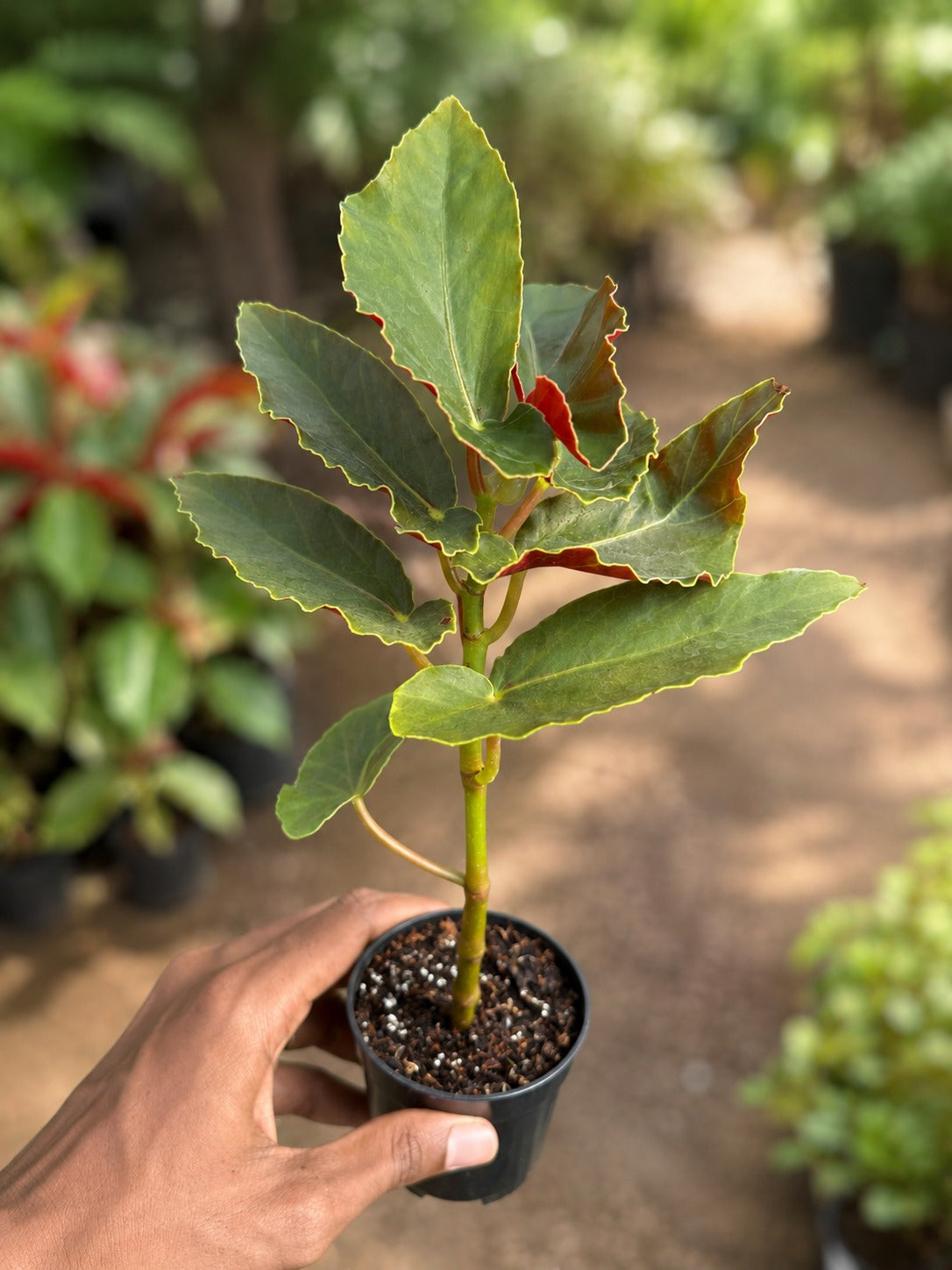 Begonia Angel Wing Plant Sapling (1Pc)