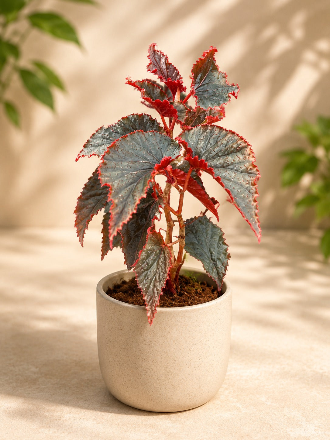 Begonia Red Plant Sapling (1Pc)