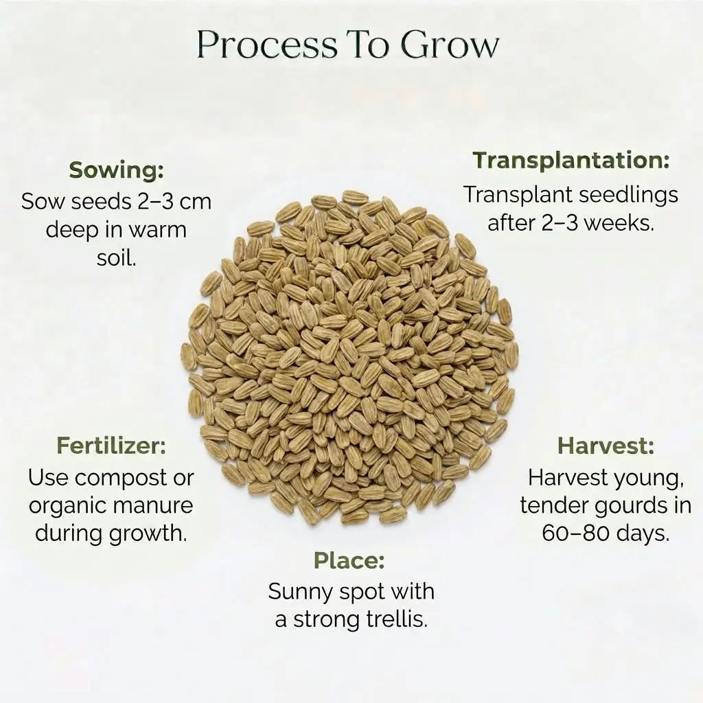 Bottle Gourd Seeds (3 seeds)