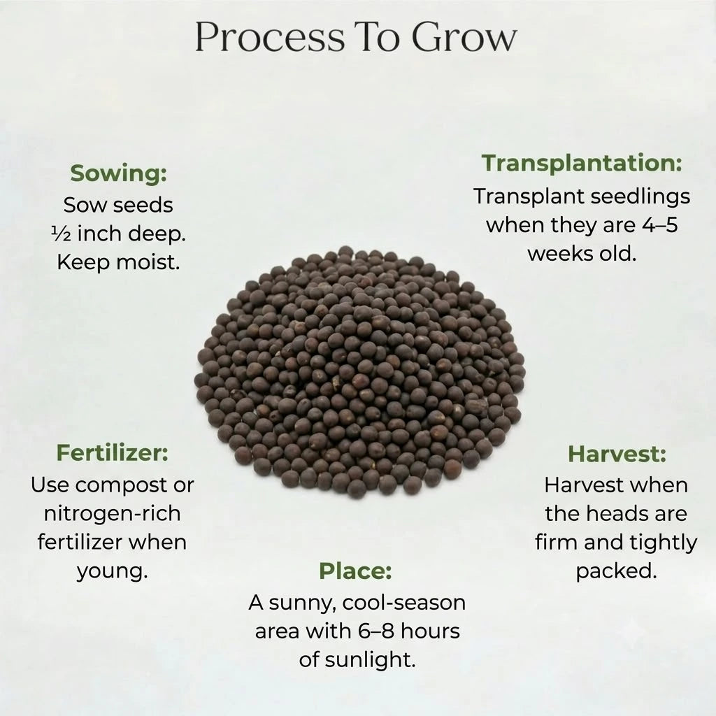 Broccoli Seeds (20 seeds)