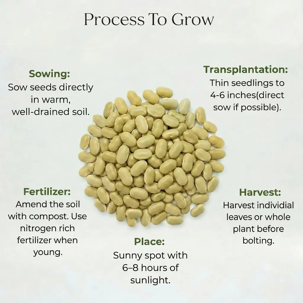 Beans Seeds (10 seeds)