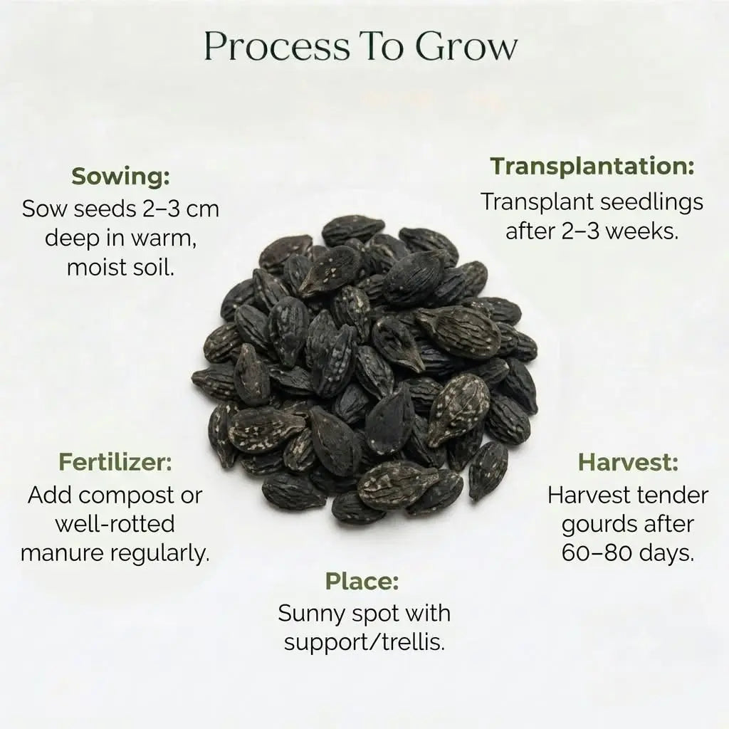 Ridge Gourd Seeds (5 Seeds)