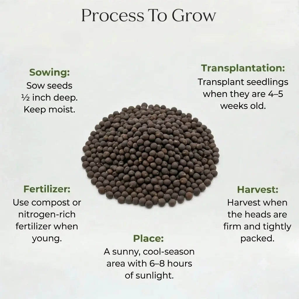 Cabbage Seeds (10 seeds)