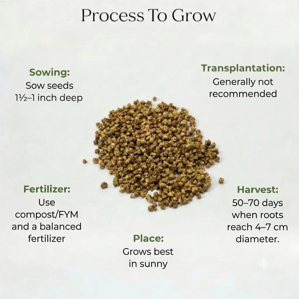 Beetroot Seeds (15 seeds)