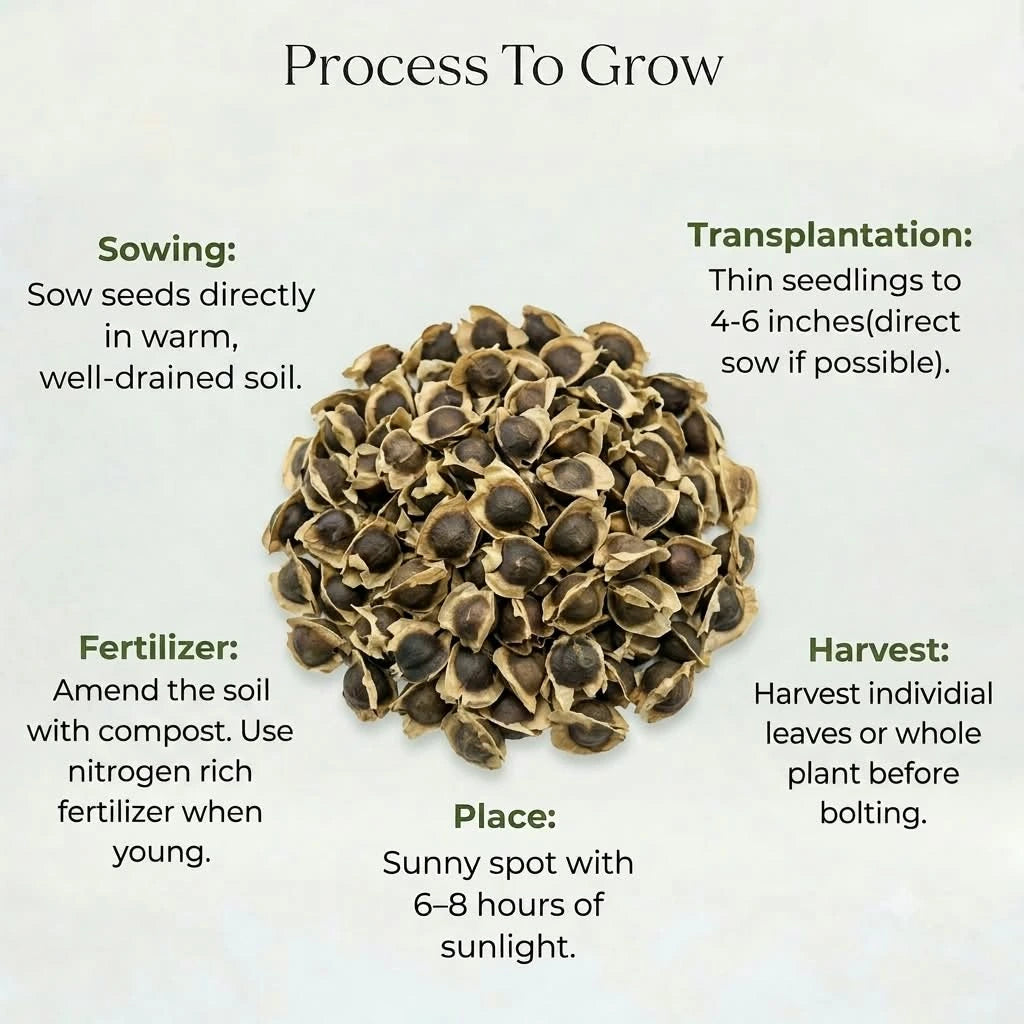 Moringa Seeds (Drumsticks) (3 seeds)