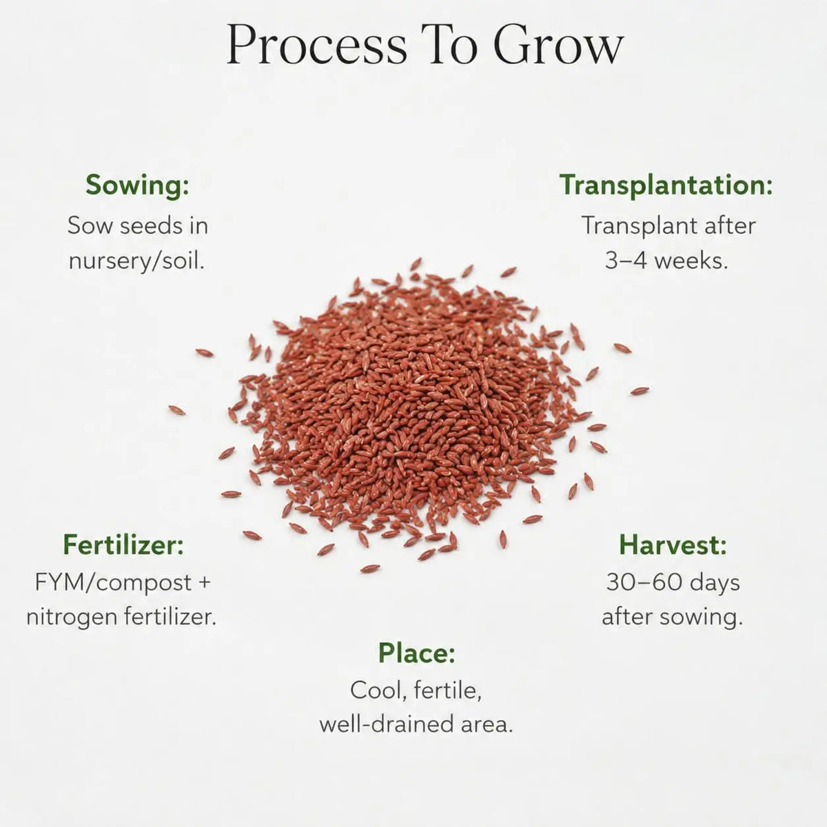 Lettuce Seeds (10 seeds)