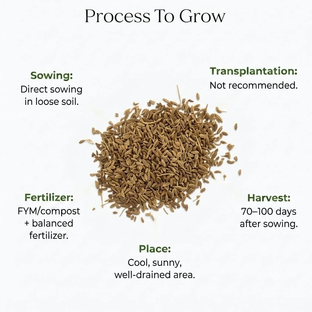 Carrot Seeds (10 seeds)