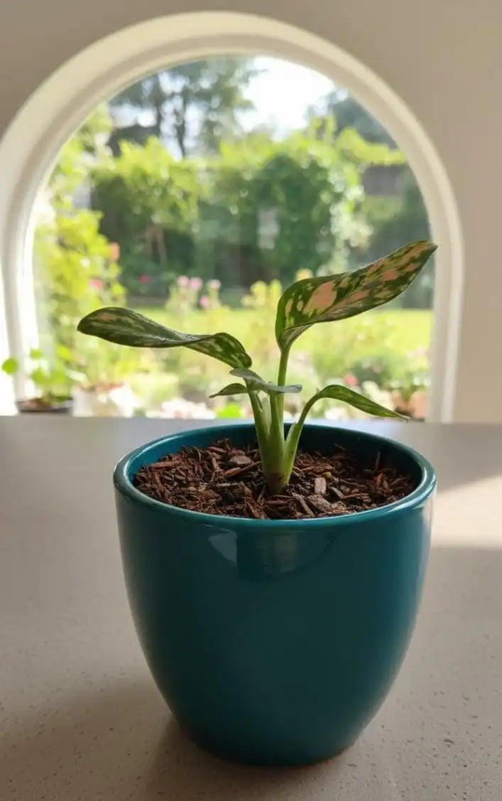 Aglaonema Pink Valentine Plant Sapling (1pc)