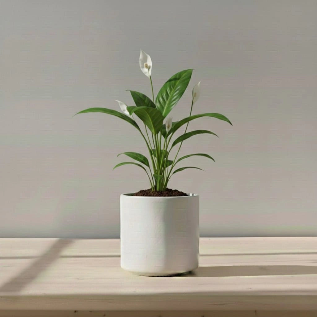 Potted plant with white flowers on a wooden surface with a neutral background