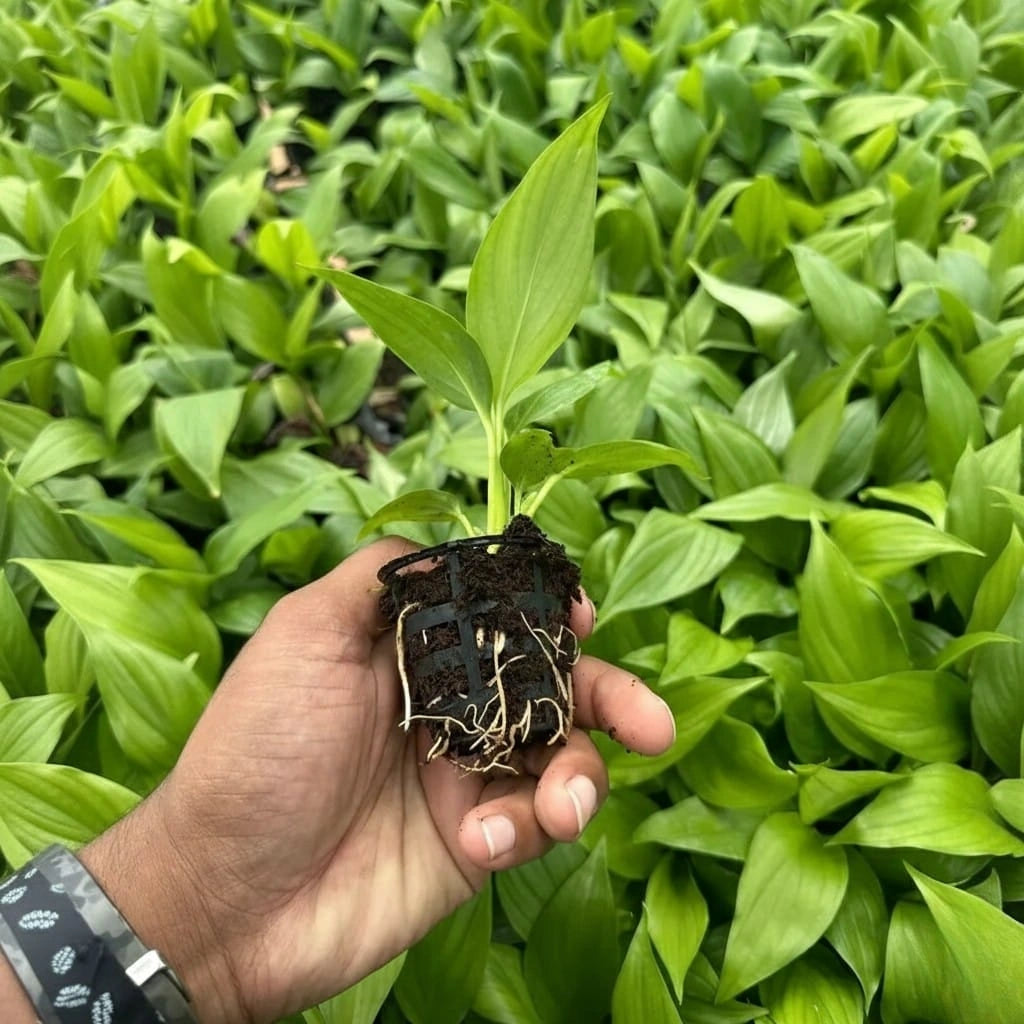 Hand holding a small plant with roots above ground, surrounded by green foliage.