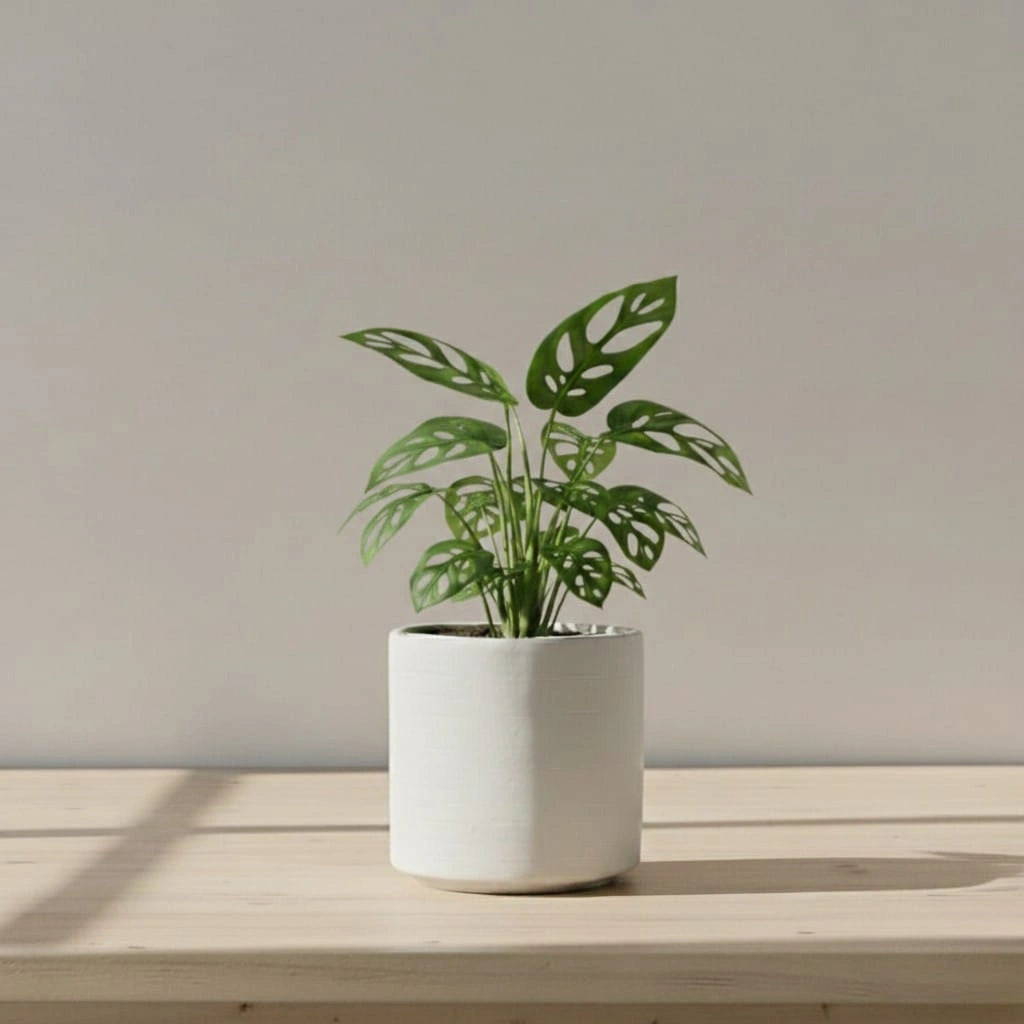 Potted plant on a wooden surface with a plain background
