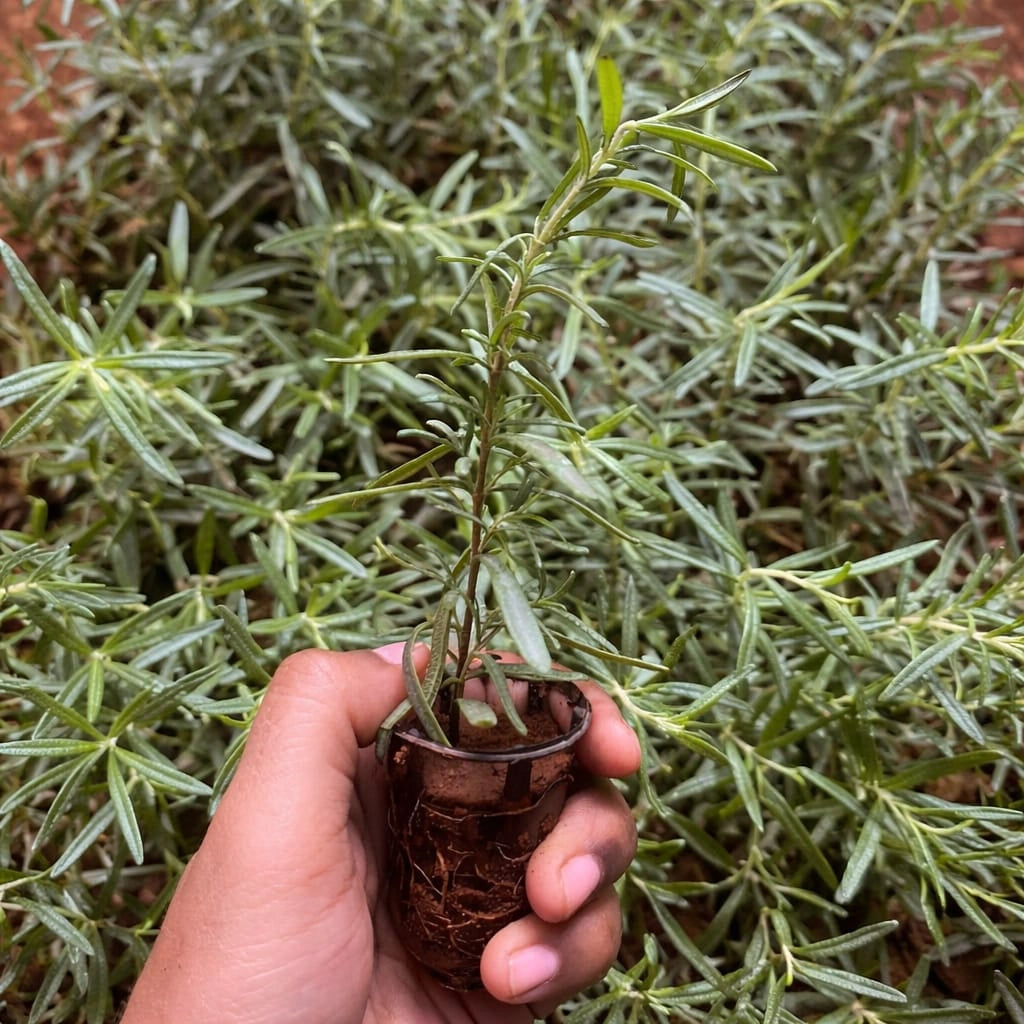 Hand holding a small potted plant with green foliage in the background