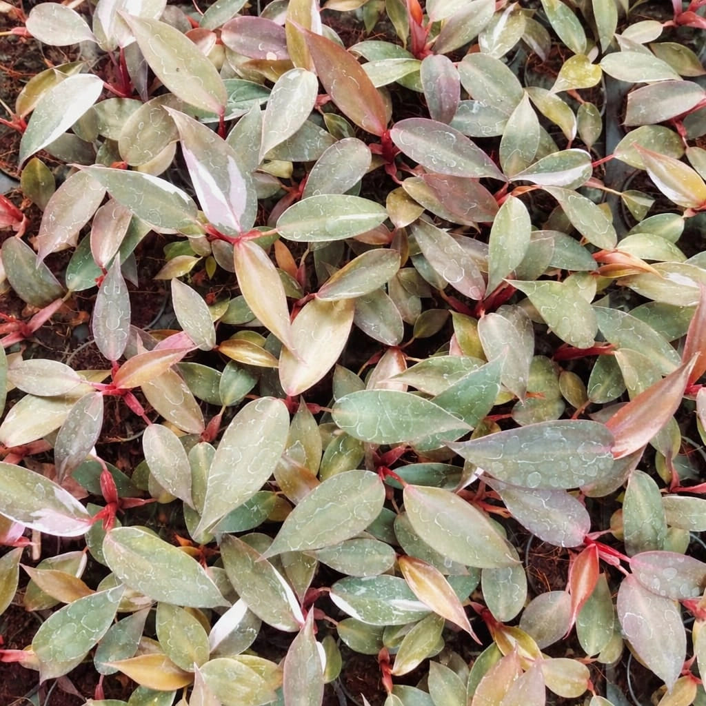 Close-up of green and red leaves
