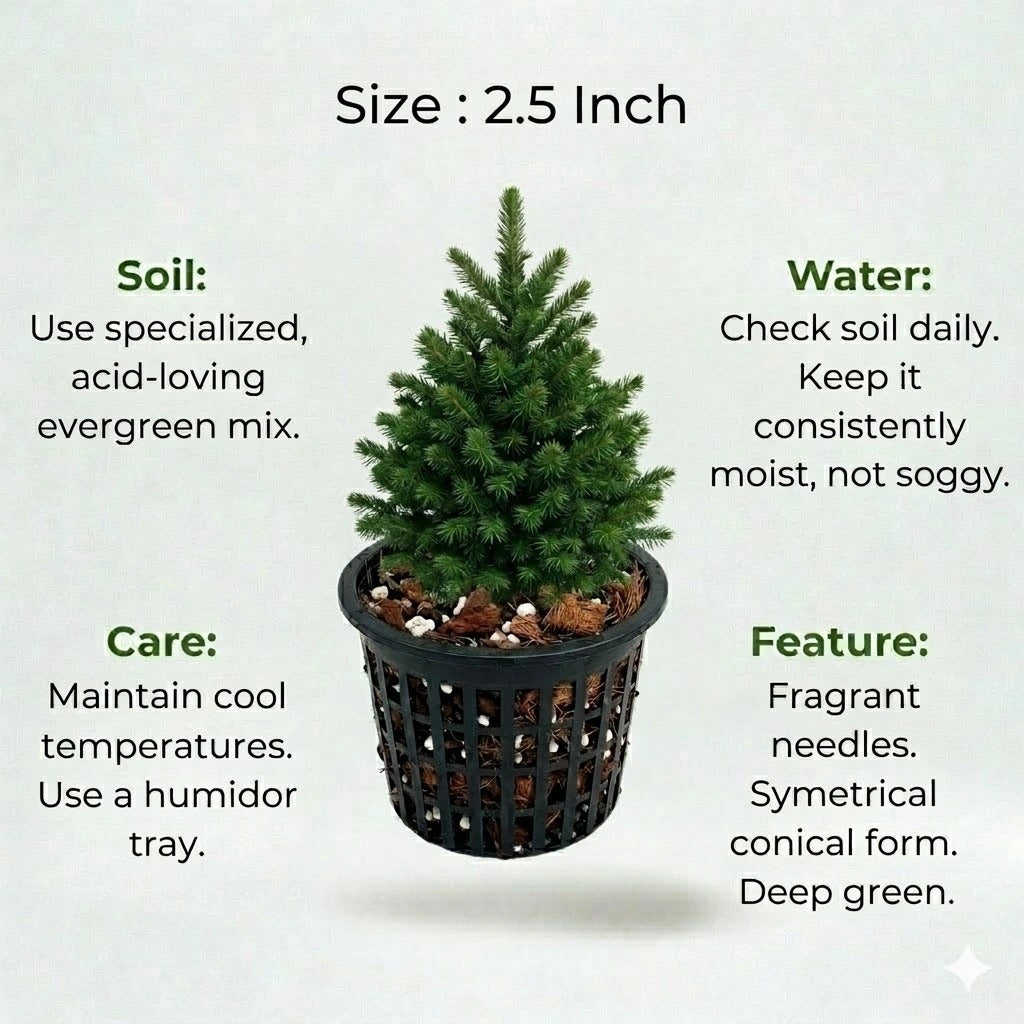 A plant in black net pot on a white background with certain details