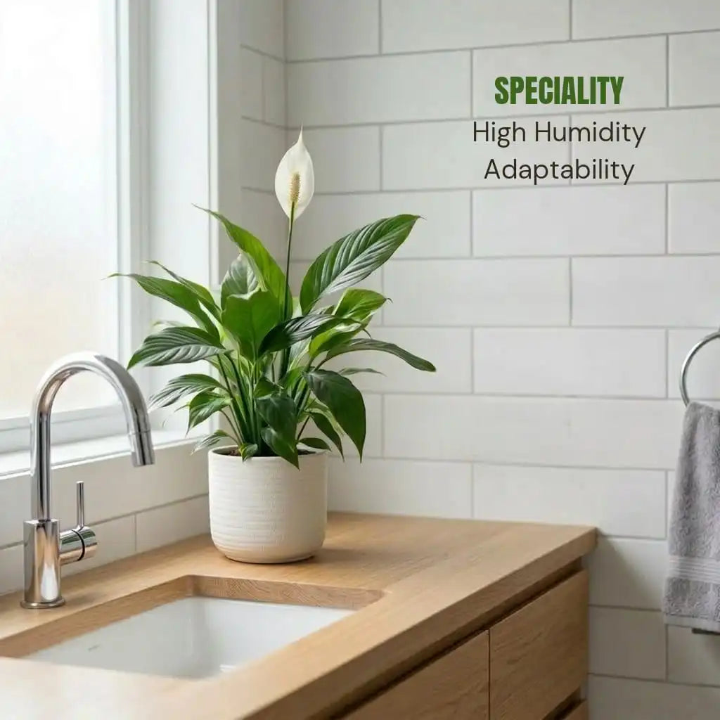peace lily for bathrooms Buy Peace Lily Plant Sapling (1pc) | Only Rs.79/-
