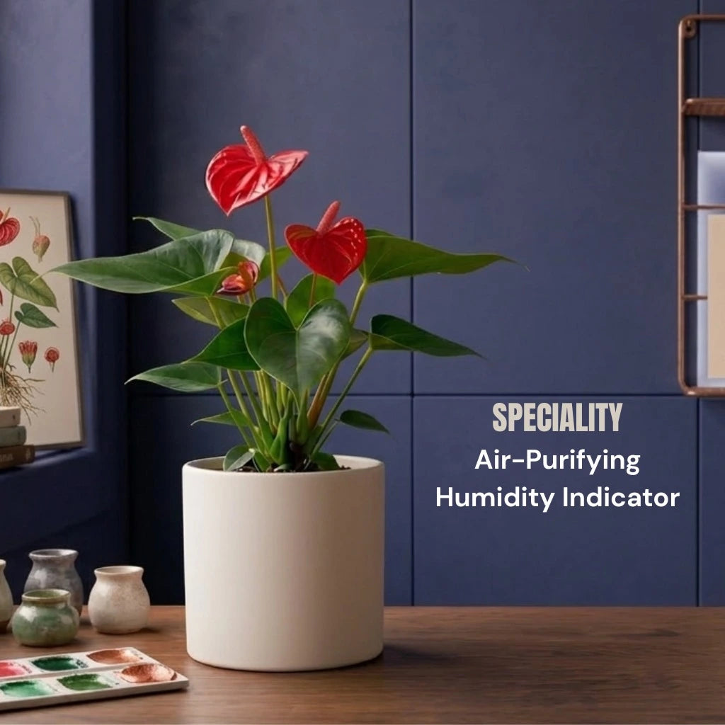 Anthurium Red Plant Sapling (1pc)