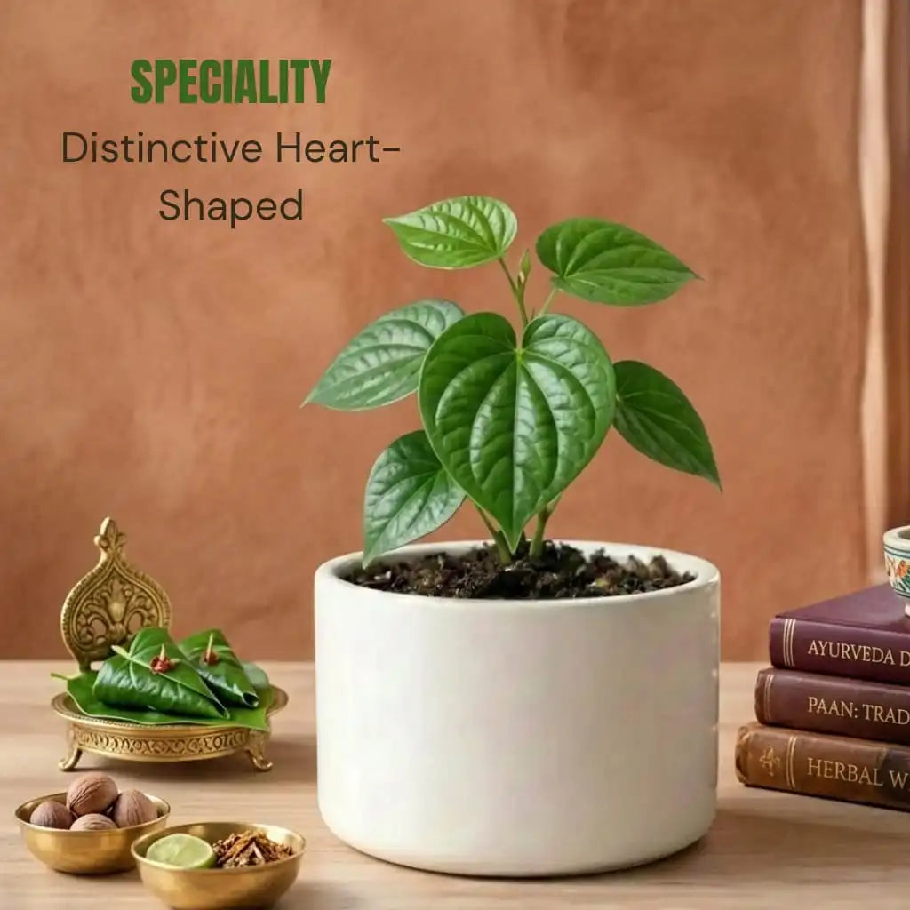 Betel Paan Sapling (1pc)