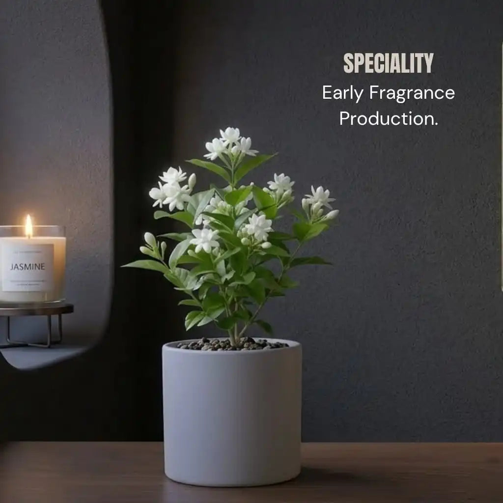 Arabian Jasmine Plant Sapling (1pc)