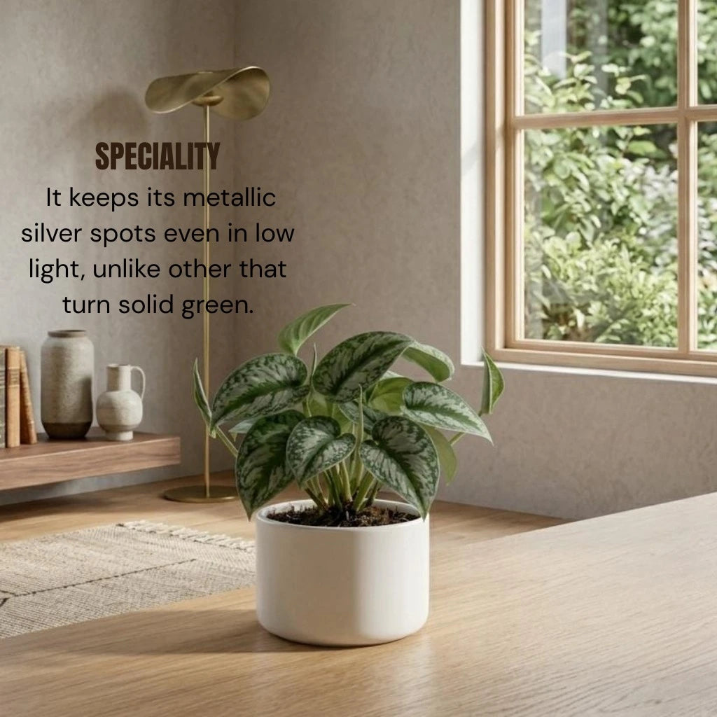 Silver Money Plant Sapling (1pc)
