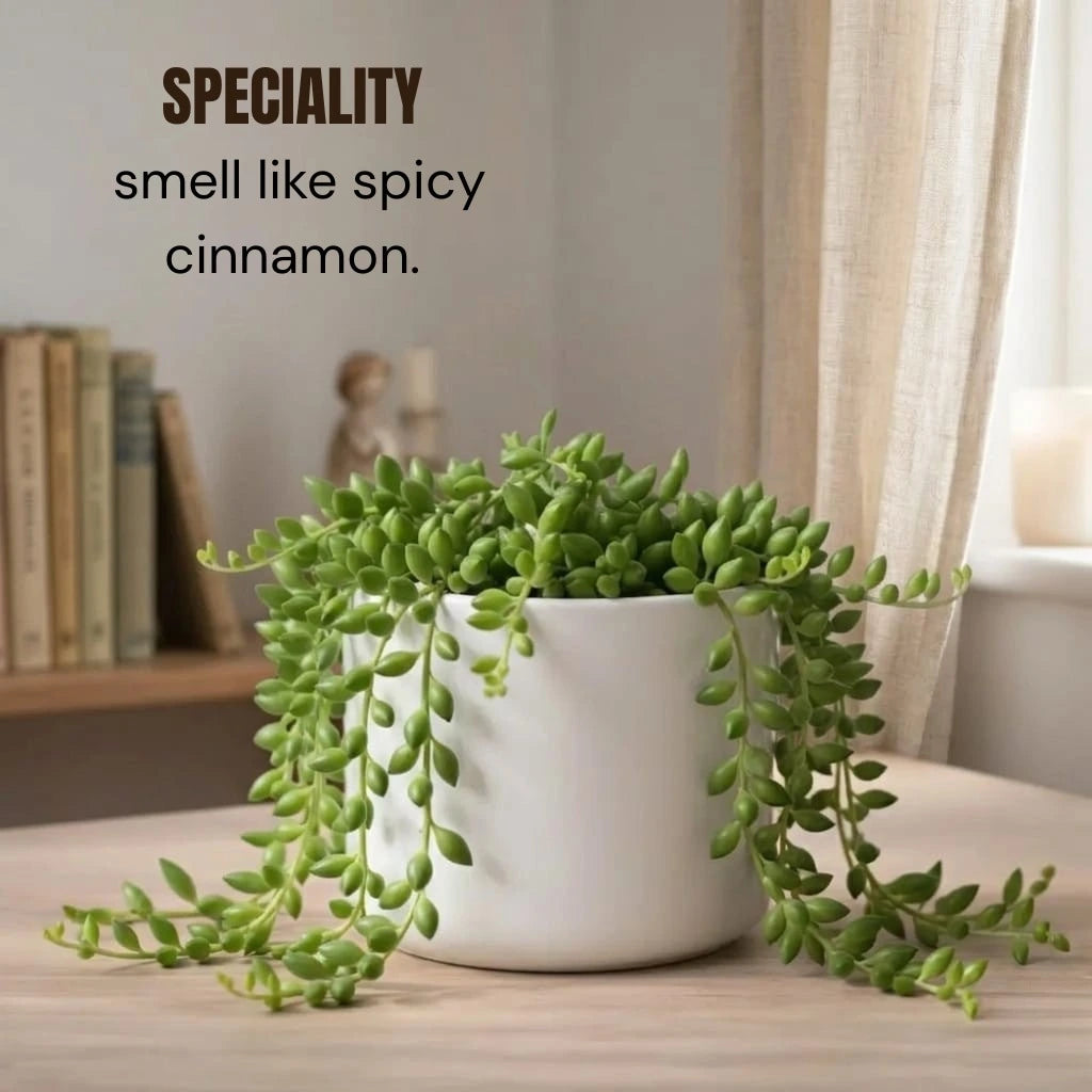 String of Bananas Plant Sapling (1pc)