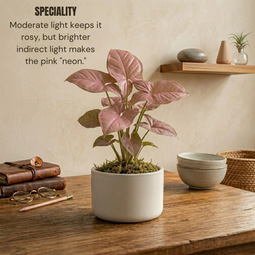 Syngonium Pink Plant Sapling (1pc)