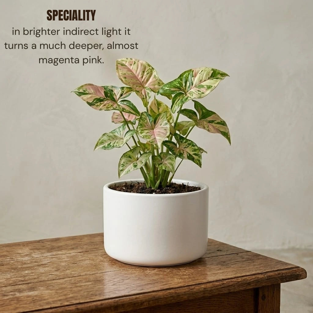 Syngonium Confetti Plant Sapling (1pc)