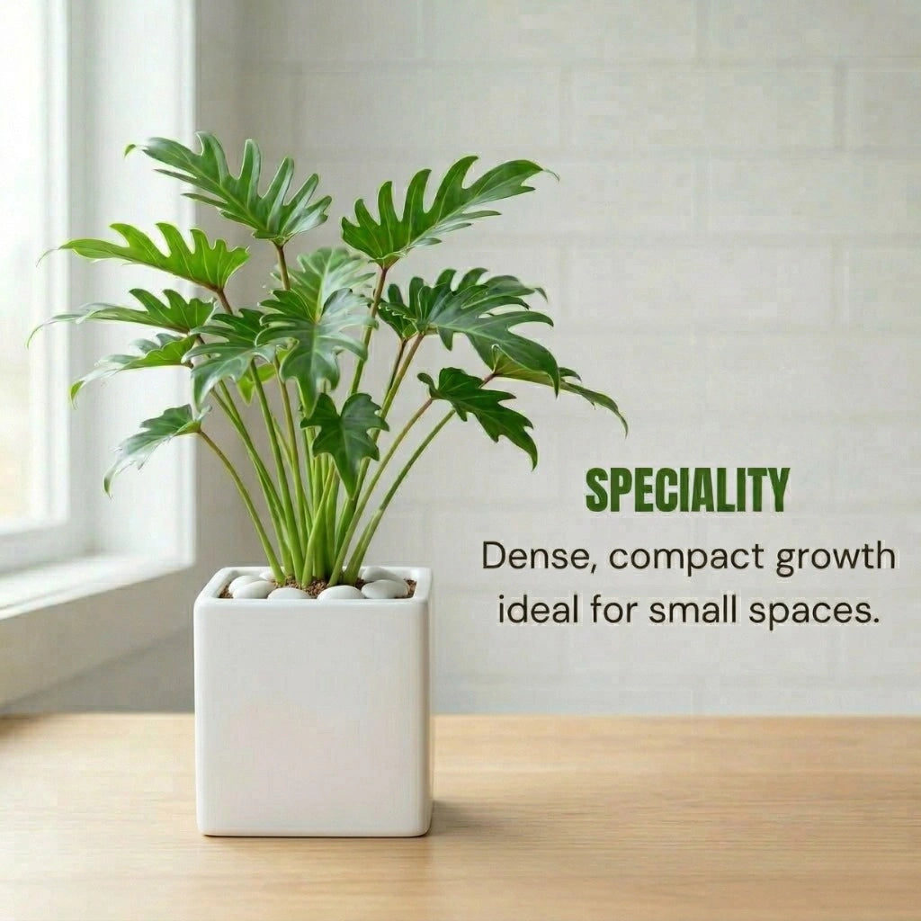 Philodendron Xanadu Plant Sapling (1pc)