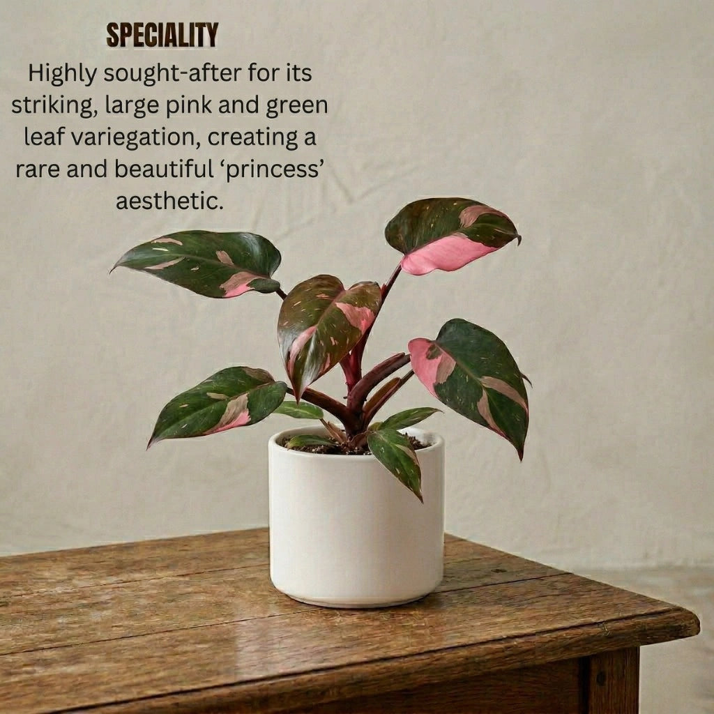 Buy Philodendron Pink Princess Plant Sapling (1pc) | Only Rs.99/-