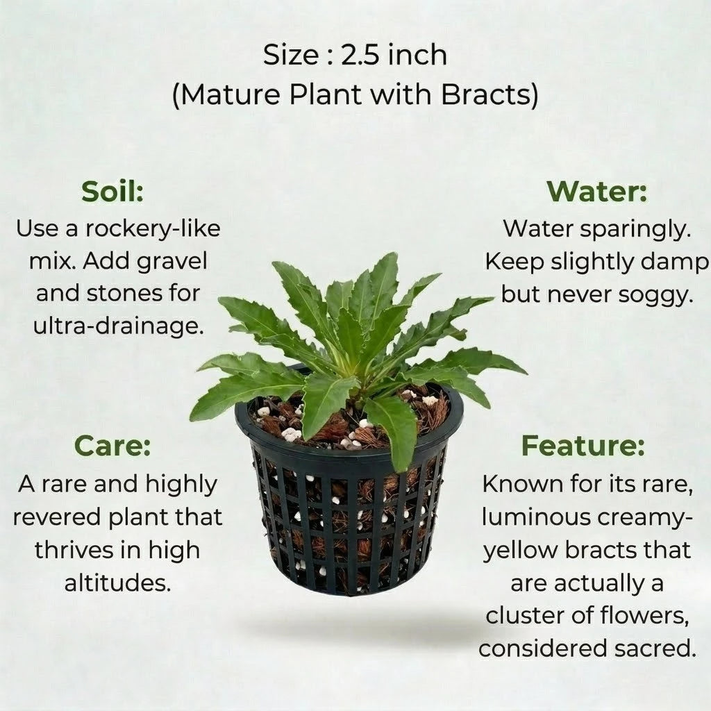 A plant in black net pot on a white background with certain details