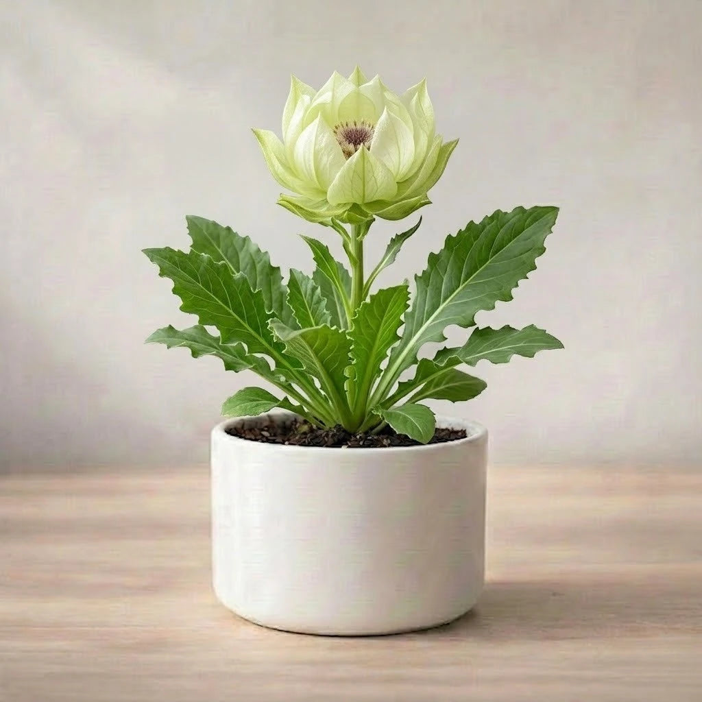Potted plant on a wooden surface with a neutral background
