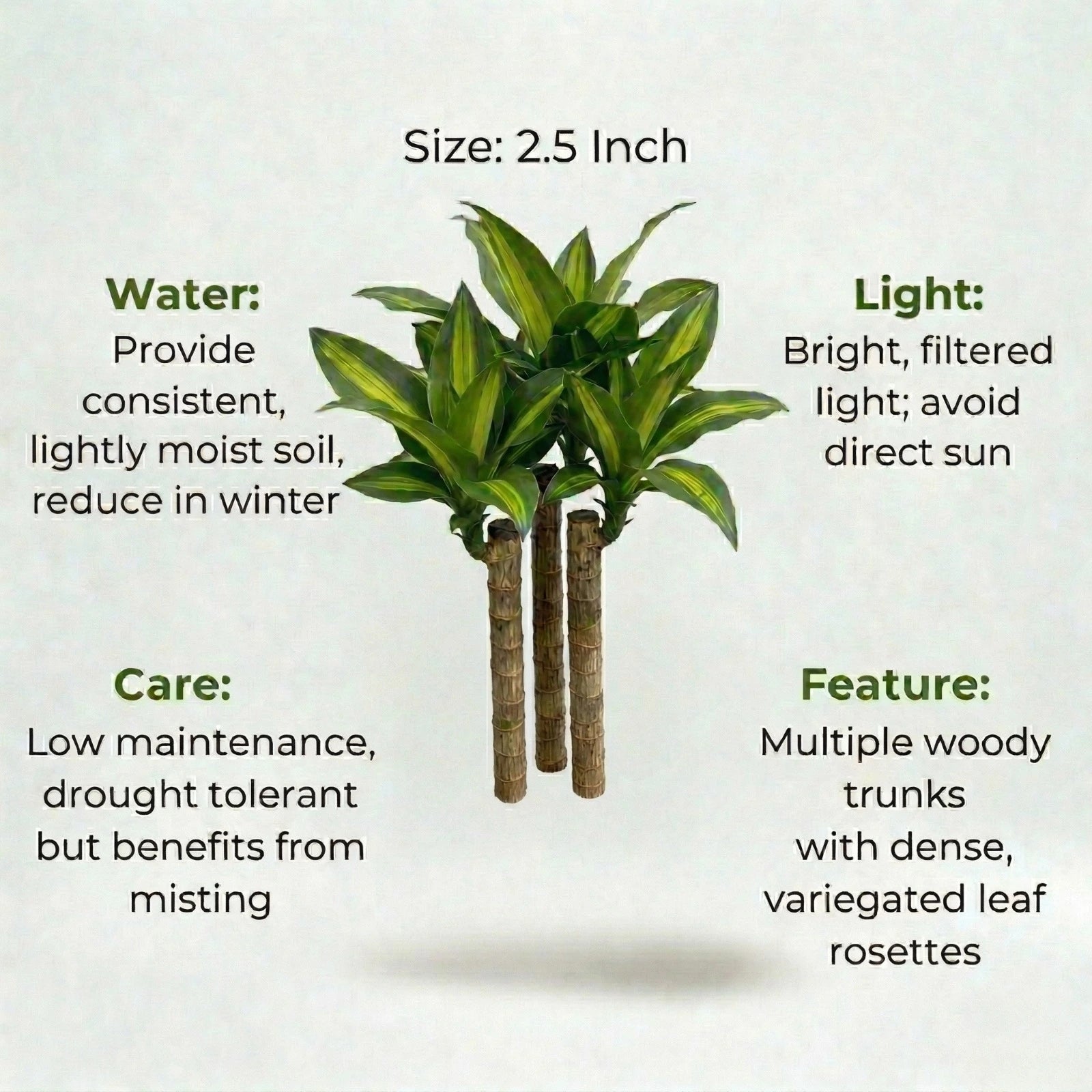 A plant in white background with certain details