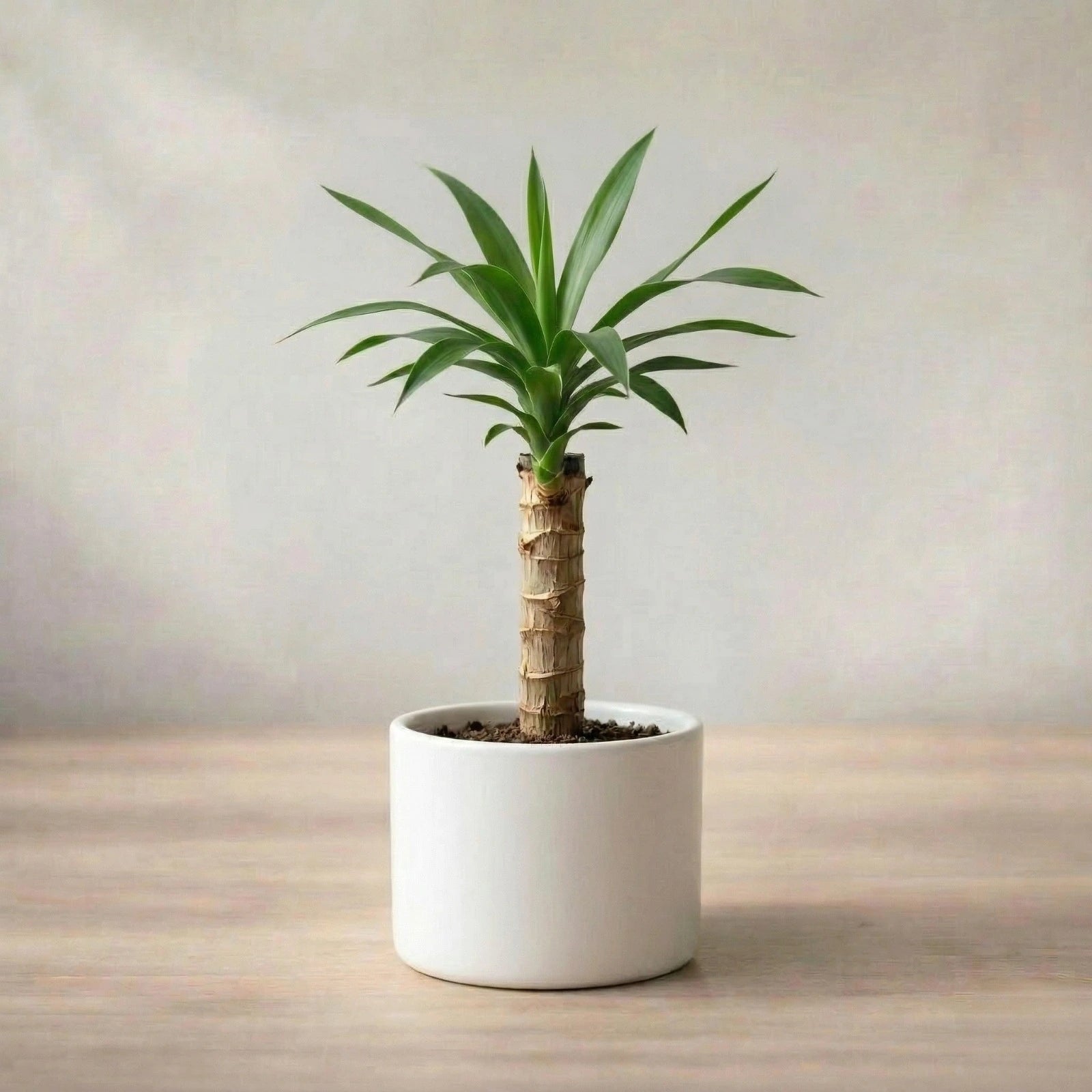 Potted plant on a wooden surface with a neutral background