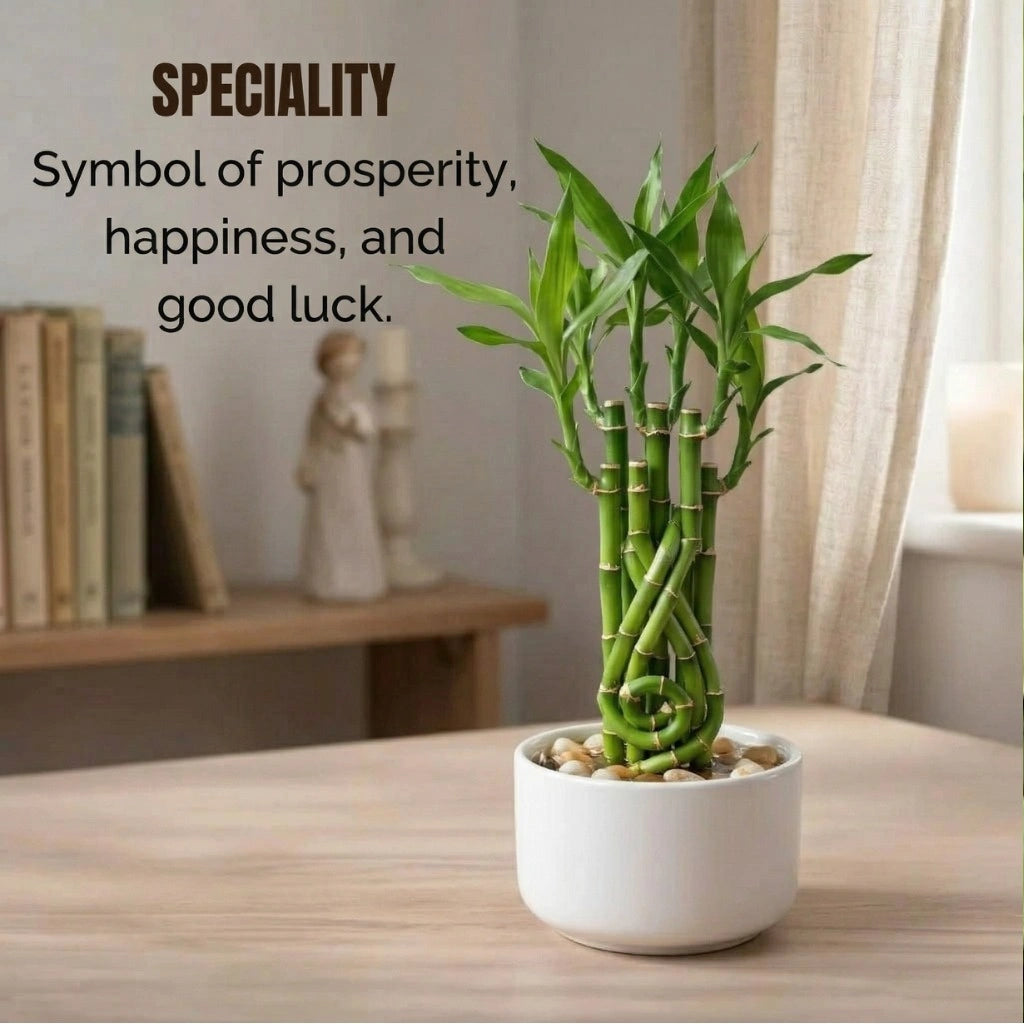 Lucky Bamboo Plant Saplings (3pcs)