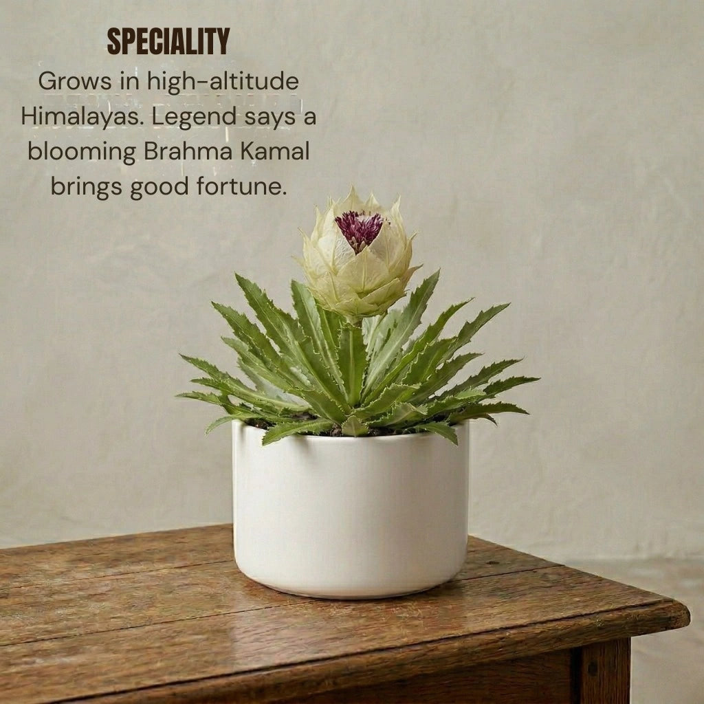 Brahma Kamal Plant Sapling (1Pc)