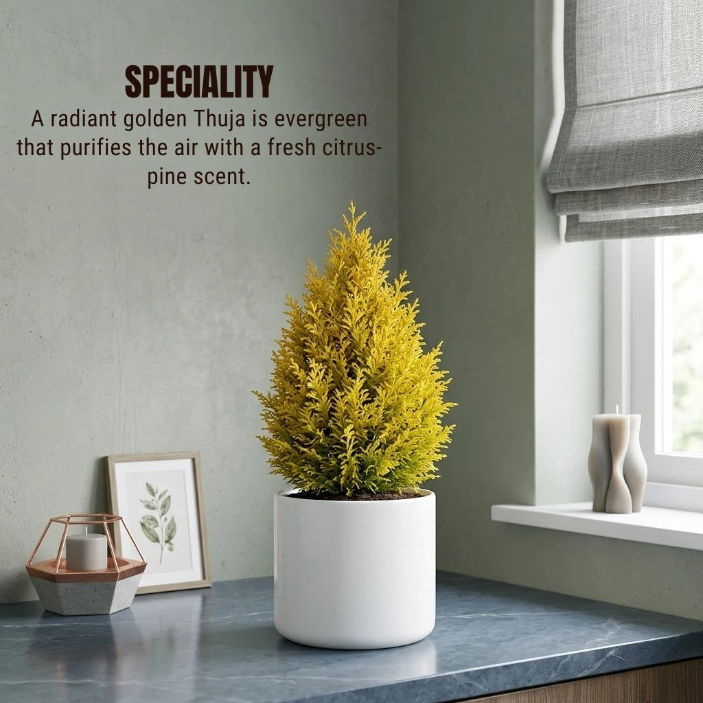Golden Thuja Plant Sapling (1pc)