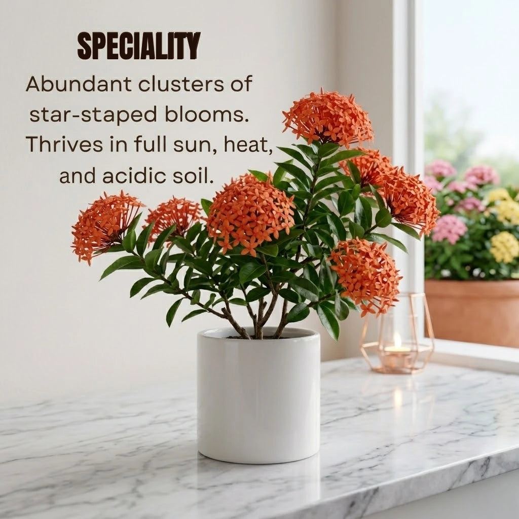 Ixora Plant Sapling (1pc)