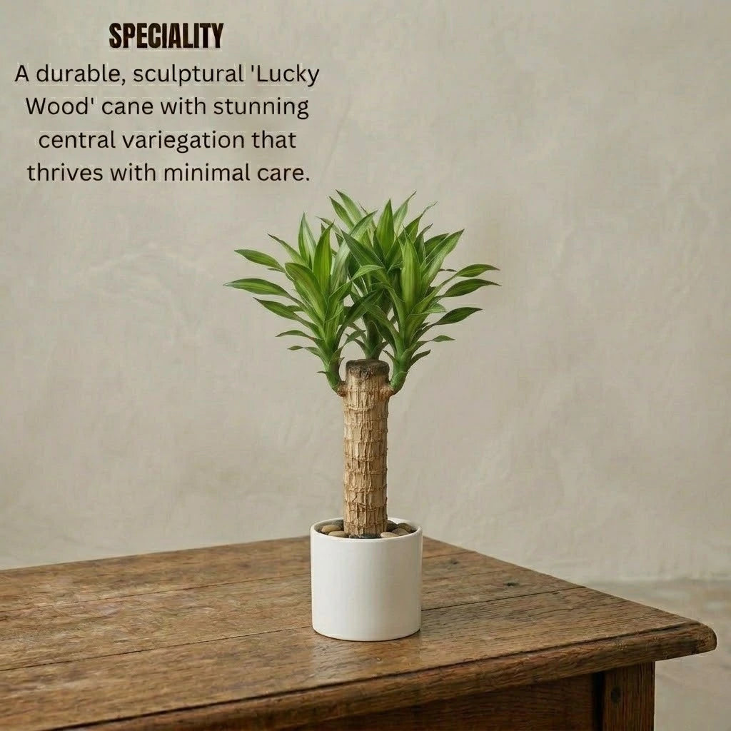 lucky brazil wood potted plant Buy Brazilian Lucky Wood Plant(1Pc) | Rs.119/-