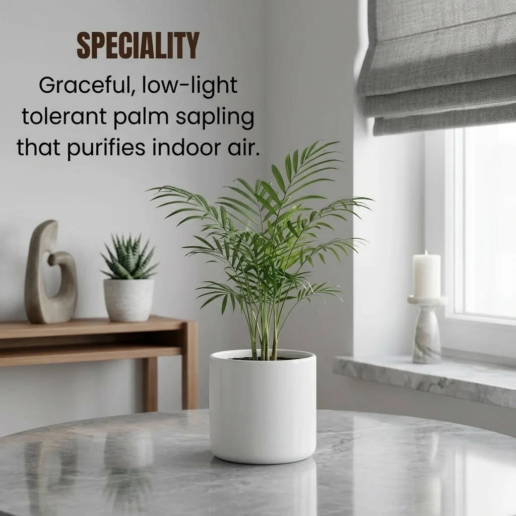 Chamaedorea Elegans Palm Plant Sapling (1pc)