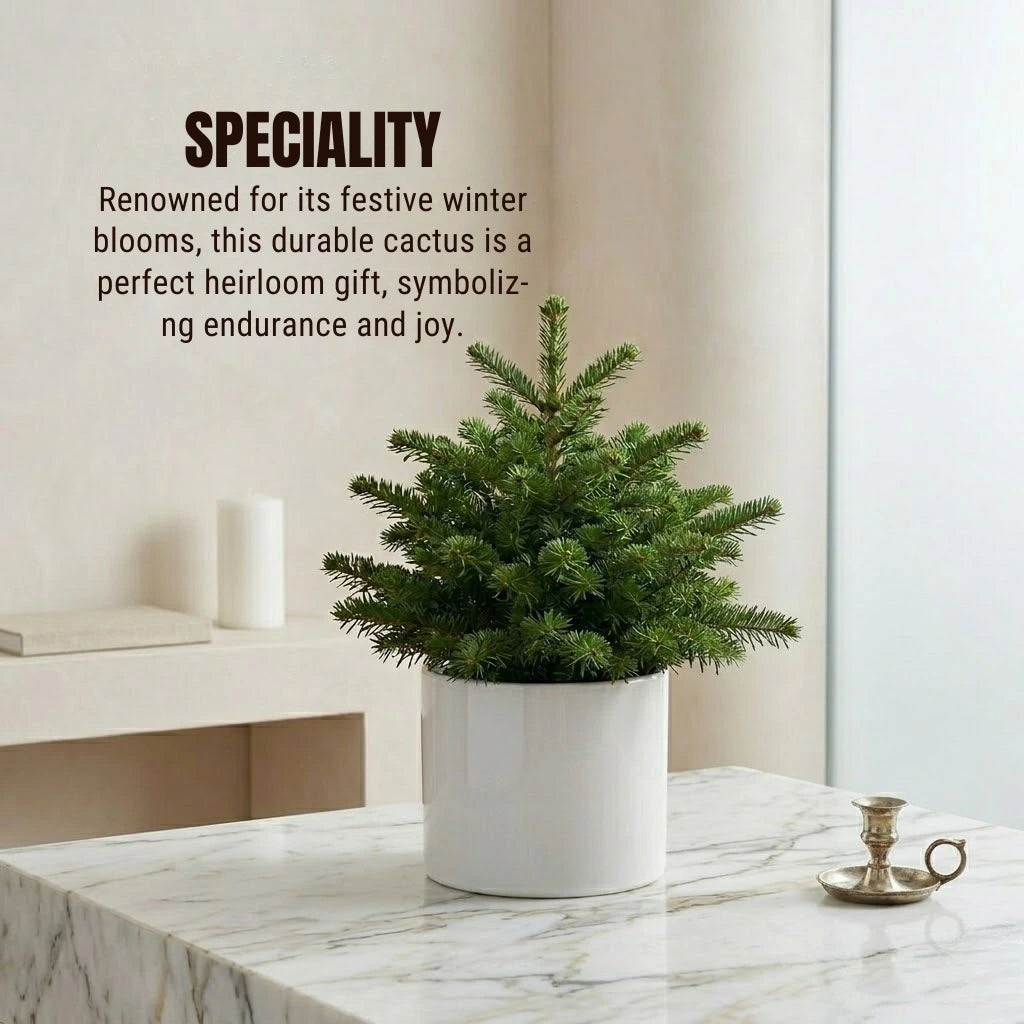 Christmas Tree Plant Sapling (1pc)