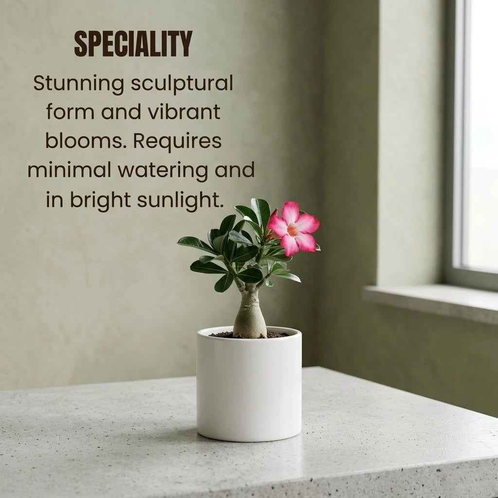 Desert Rose Adenium Plant Sapling (1pc)