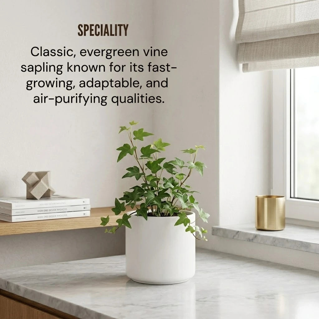 English Ivy Plant Sapling (1pc)