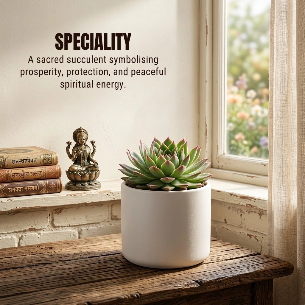 Laxmi Kamal Haworthia Succulent Plant (1pc)