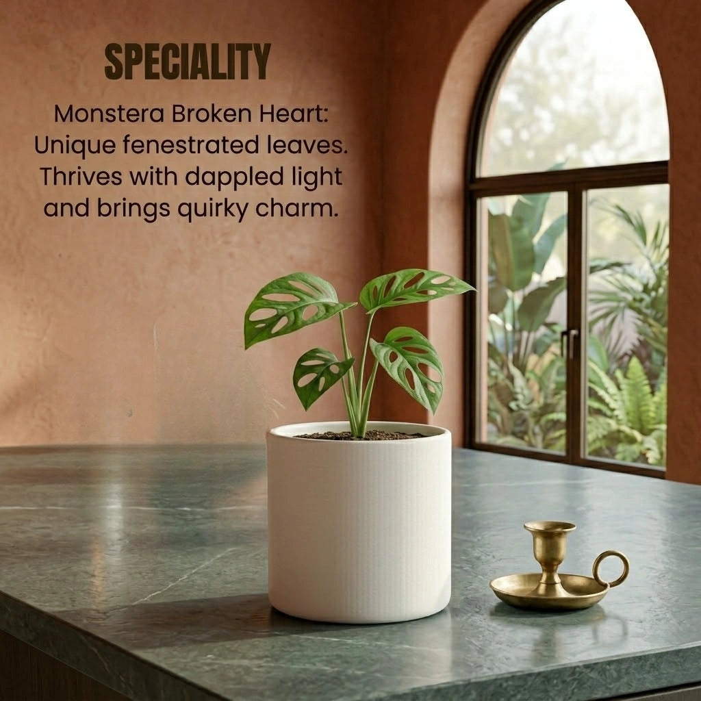 Monstera Growth Starter Kit