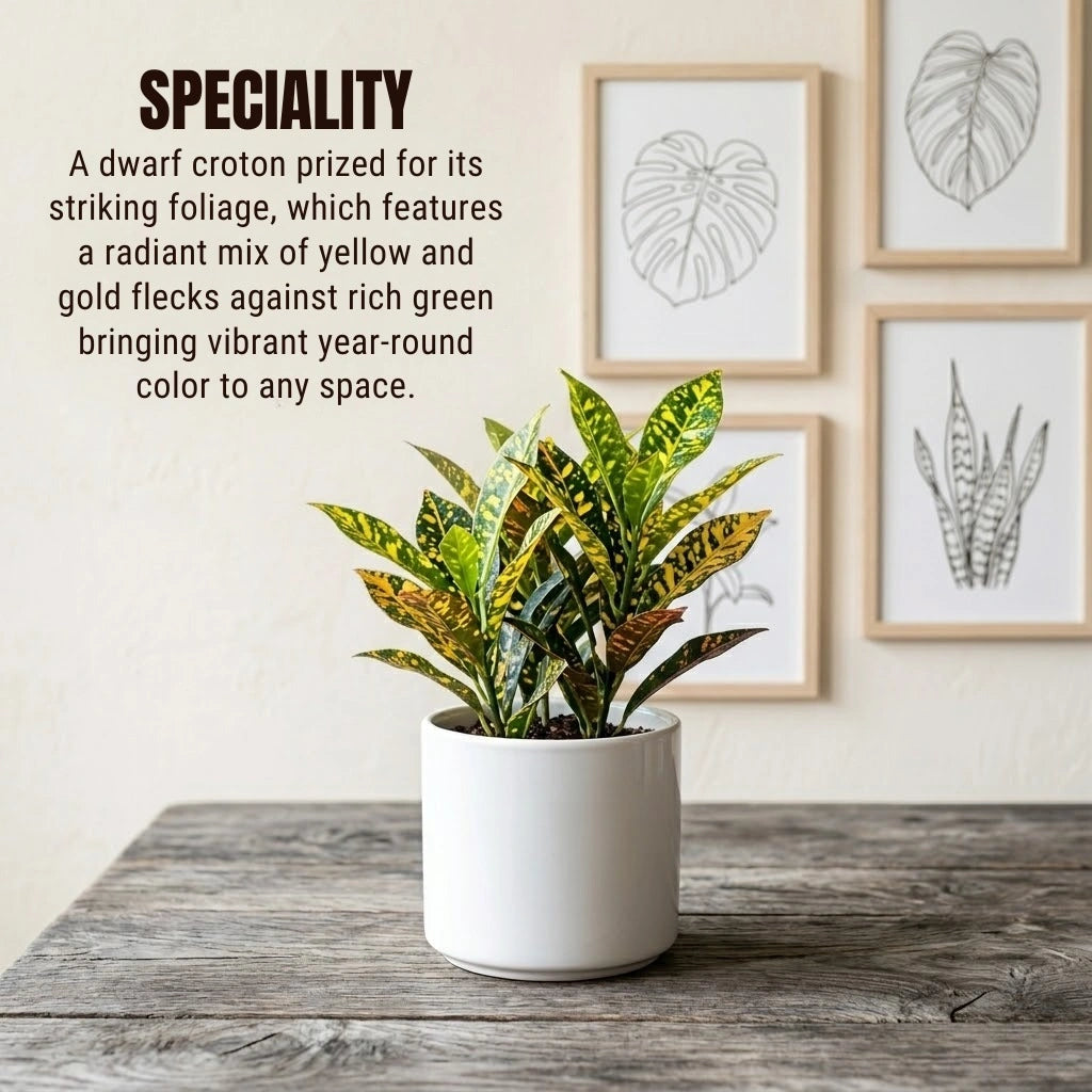 Gold Dust Croton in a white cylindrical pot, featuring narrow green leaves covered in bright yellow "dust" flecks and speckles.