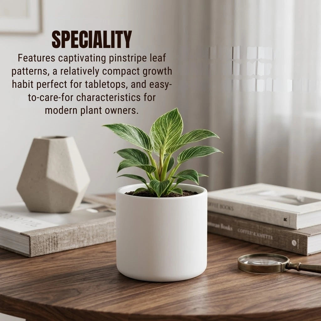 philodendron birkin sale Buy Philodendron Birkin Plant Sapling (1pc)| Only Rs.69/-