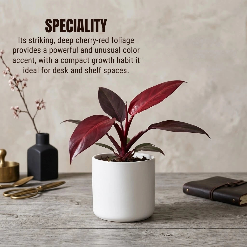 Philodendron Cherry Red Plant Sapling (1Pc)